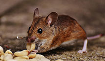 24 Hour & Emergency Exterminators in Maryknoll, MO
